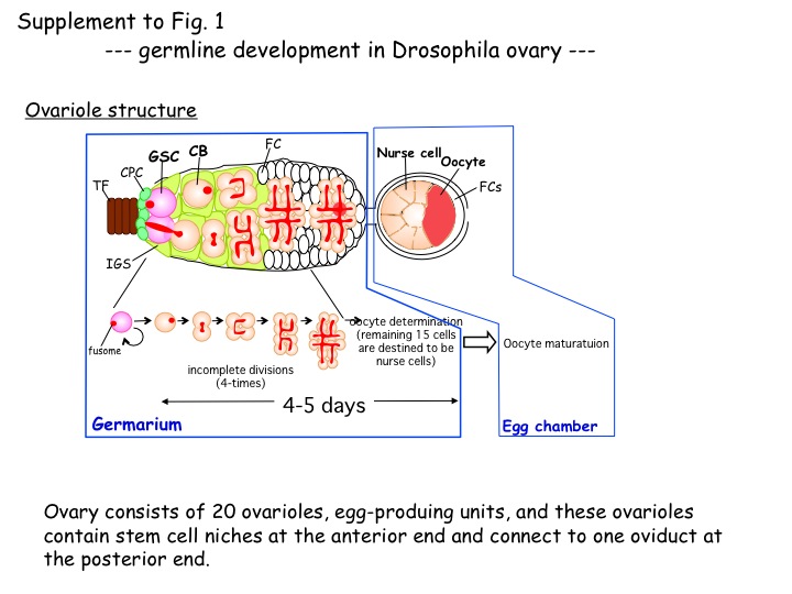 sfig1